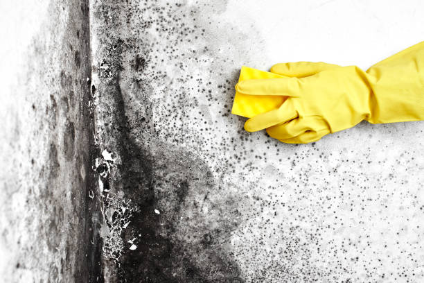 Professional Mold Remediation in Anton, TX