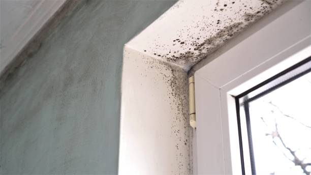 Best Mold Remediation for Specific Building Types in Anton, TX