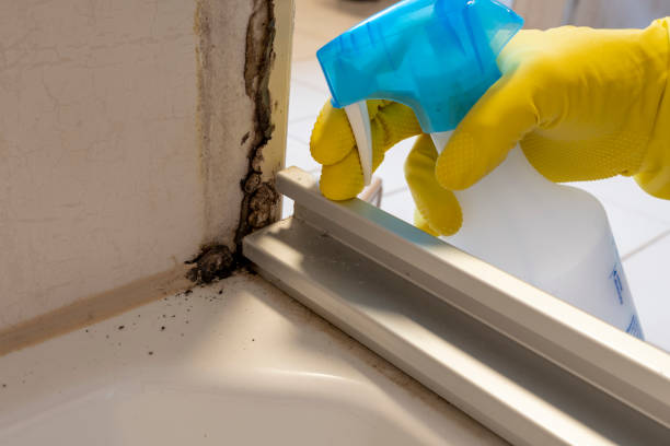 Best Mold Testing and Inspection Services in Anton, TX