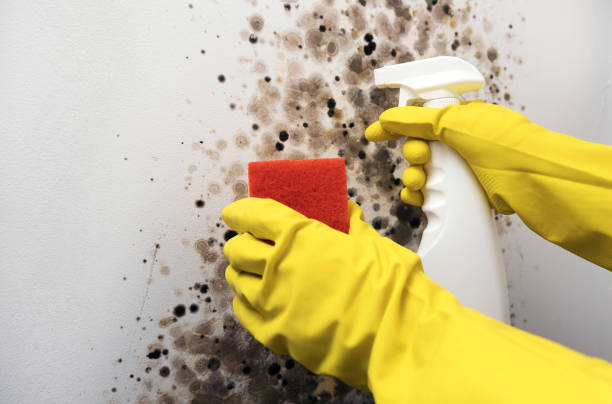 Best Industrial Mold Remediation in Anton, TX
