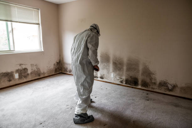 Best Health and Safety Mold Remediation in Anton, TX